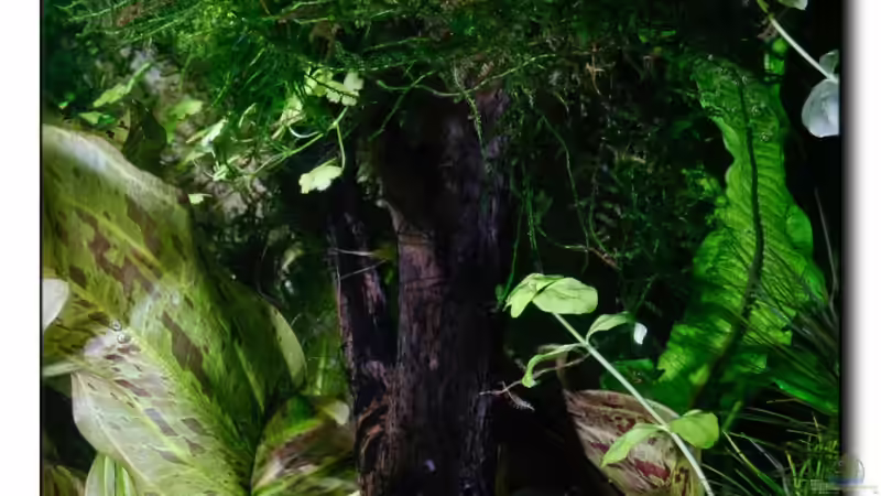 alter Baum in frischem Grün 22.03.13 von Ralf64 (47)