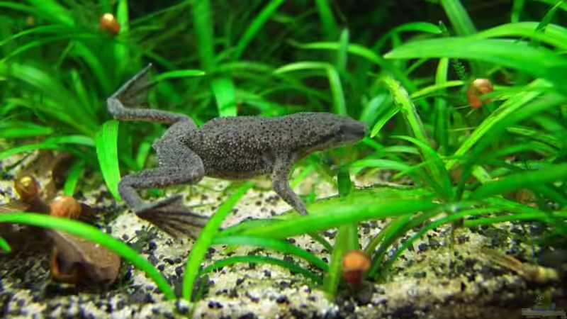 Alter Poser....  von Denise83 (15)