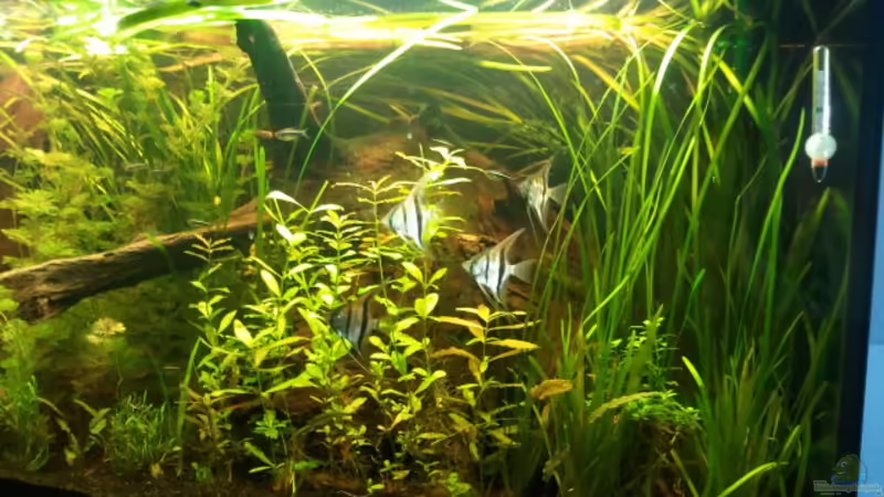 alter Trupp Skalare von Marc M (6)