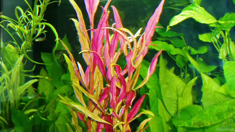 Alteranthera reineckii gedeiht hervorragend von Reiner Dr. Med. Jesse (55)