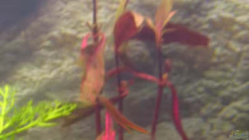 Alternanthea Sessilis von Monika Maier (14)