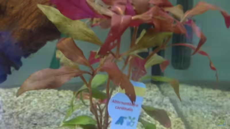 Alternanthera cardinalis von Frank Stüben (5)