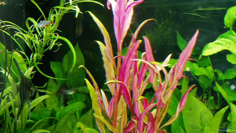 Alternanthera reinckii rot (Großes Papageienblatt), wächst prächtig , ca. 8 Wochen von Reiner Dr. Med. Jesse (45)