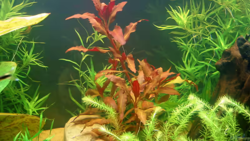 Alternanthera reinecki ´Rot´ von Susanne Kruse (11)