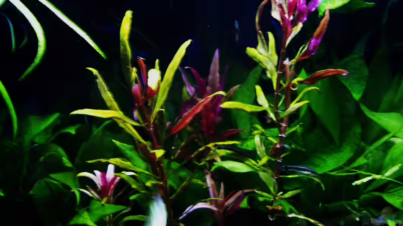 Alternanthera reineckii - Abendstimmung 15.03.2018 von Reiner Dr. Med. Jesse (53)