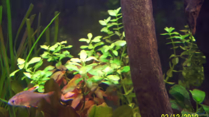 Alternanthera reineckii - Kleines Papageienblatt von kaktus-jones (25)