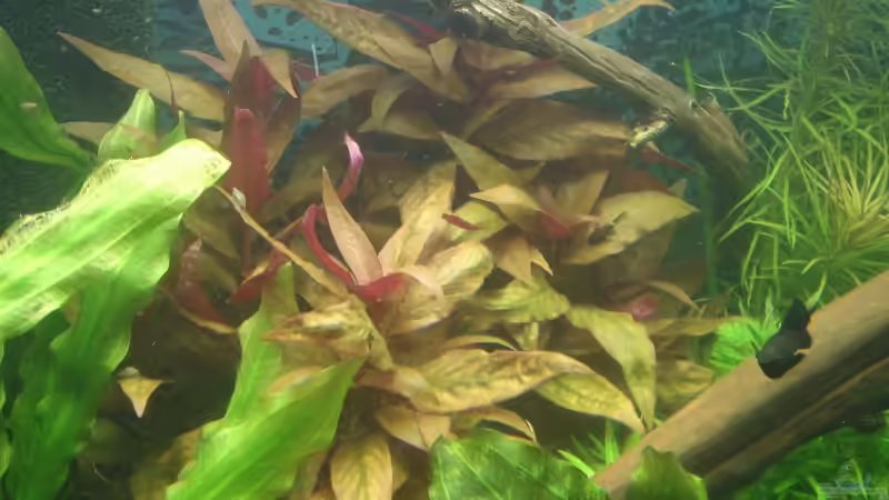 Alternanthera reineckii  von Sven Pohlner (7)