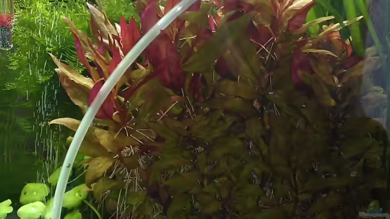 Alternanthera reineckii (21.05.2012, MEGA-Pflanze!) von El Hein (17)