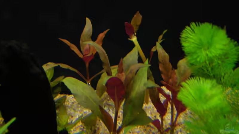 Alternanthera reineckii `Bronze` (Schmalblättriges Papageienblatt) von Rob86 (5)