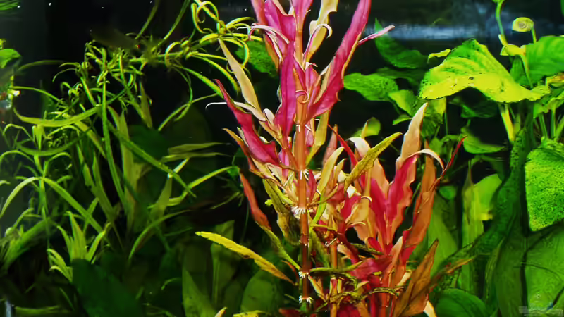 Alternanthera reineckii gedeiht hervorragend von Reiner Dr. Med. Jesse (56)