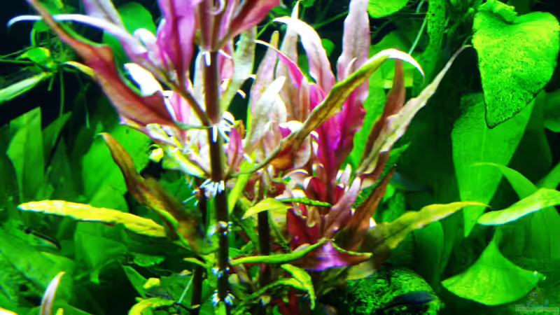 alternanthera reineckii gedeiht prächtig und treibt Seitentriebe von Reiner Dr. Med. Jesse (57)