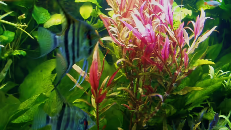 Alternanthera reineckii gekürzt - 17.04.2018 von Reiner Dr. Med. Jesse (62)