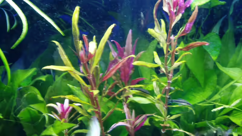 alternanthera reineckii gekürzt 15.03.2018 von Reiner Dr. Med. Jesse (54)