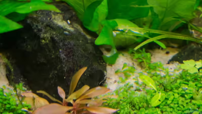 Alternanthera reineckii mini -  red 22.07.15 von Betta Chris (81)