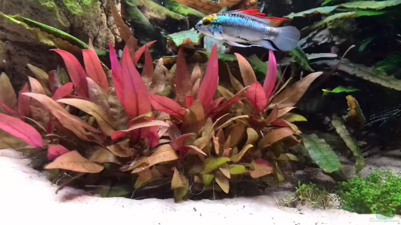 Alternanthera Reineckii ´Mini´ (Mini Papageienblatt) von Vancouver2010 (19)