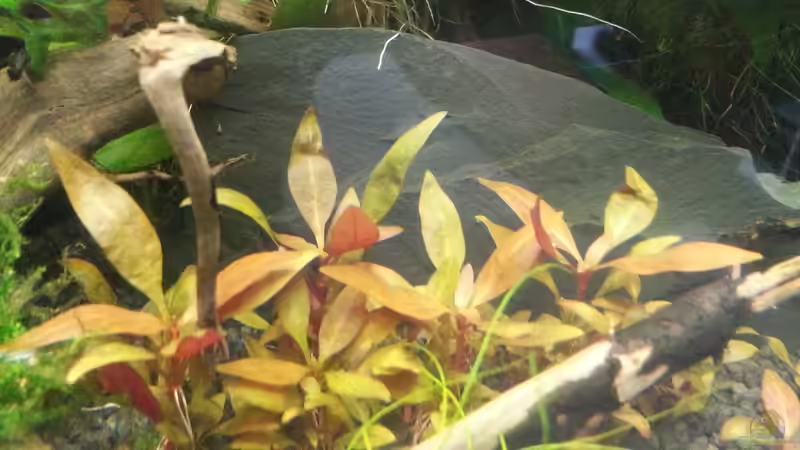 Alternanthera reineckii Mini Papageienblatt von Marcel Witt (6)