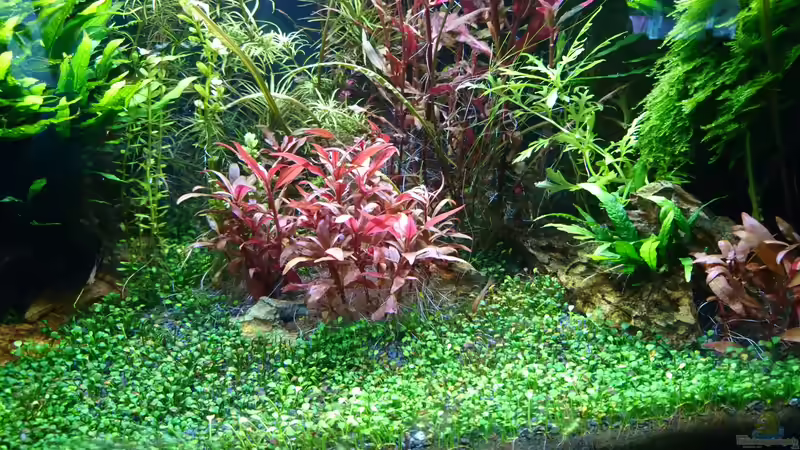 Alternanthera reineckii mini und Marsilea crenata  von Wasserwelten (10)