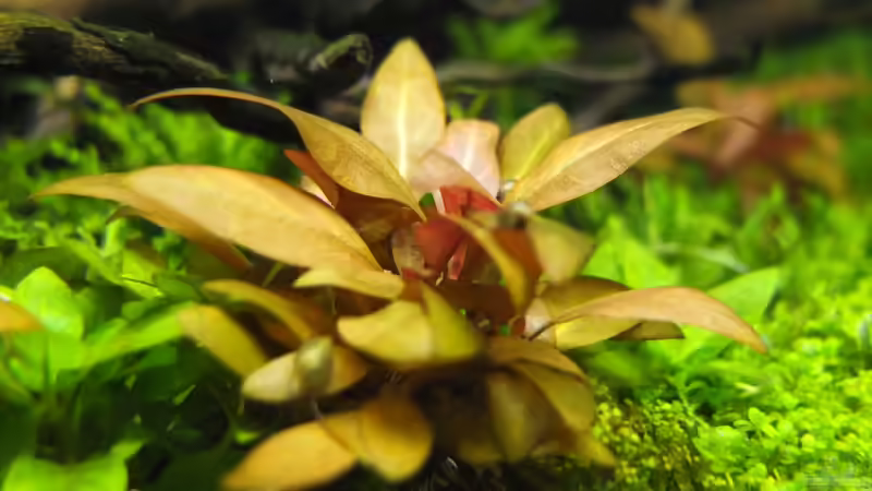 Alternanthera reineckii mini von axolotl (21)