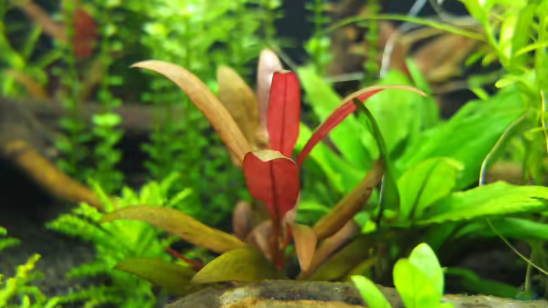 Alternanthera reineckii mini von axolotl (23)