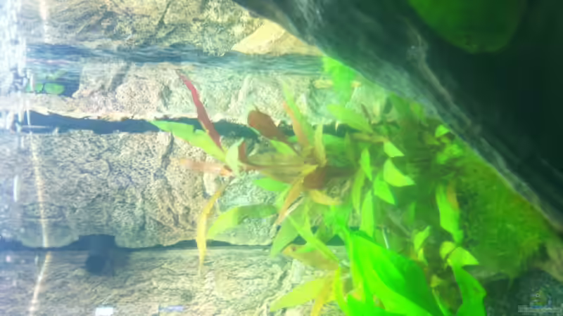 Alternanthera reineckii ´Pink´ von Kasía (5)