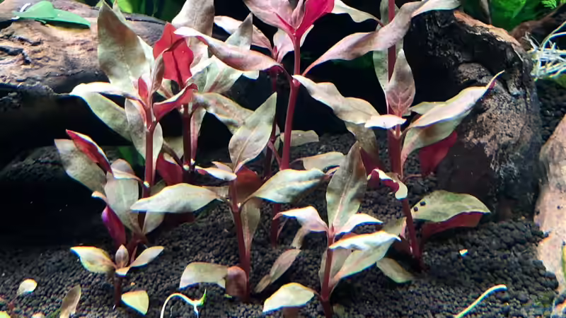 Alternanthera reineckii ´Pink´ von Sergio Bandeiras (5)