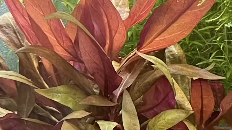 Alternanthera reineckii Rosanervig  von Mauri Cangini (6)