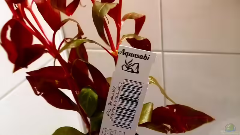 Alternanthera reineckii ´rosanervig´ von Sarah_Schneider (15)