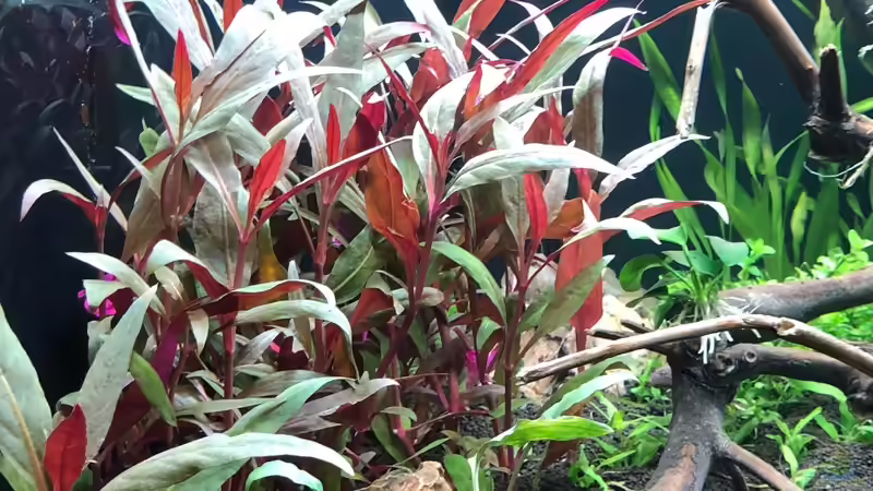 Alternanthera reineckii Rosanervig von Sergio Bandeiras (6)