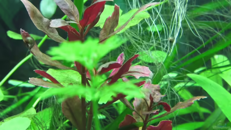 Alternanthera reineckii ´Rosanervig´ von Tigerlotus (29)