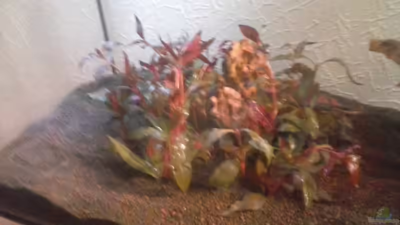 Alternanthera reineckii ´Rot´ - Rotes Papageienblatt von Schnaeuf (9)