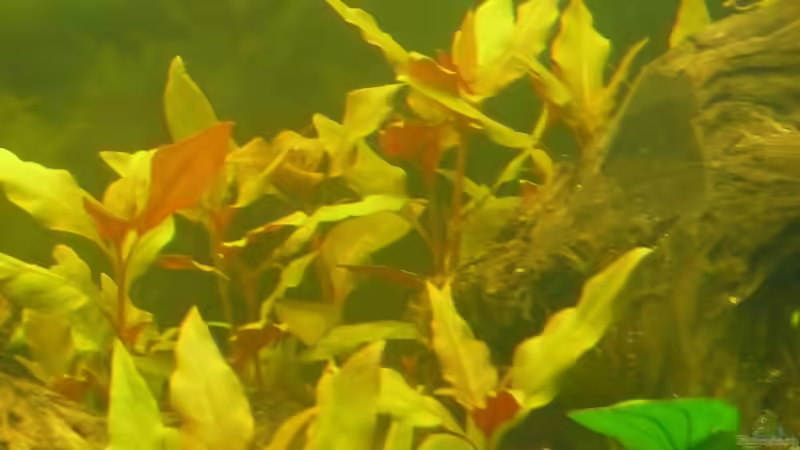 Alternanthera reineckii ´Rot´  von Cpt Frischgemüse (2)