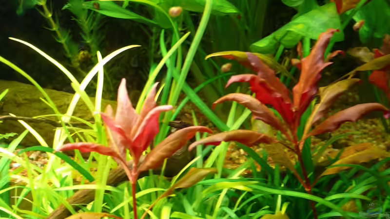 Alternanthera reineckii ´rot´ von Die kleine Meerjungfrau (31)