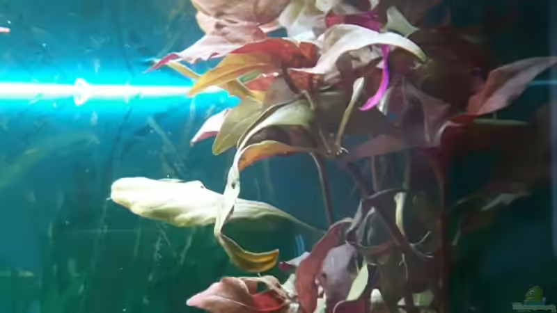 Alternanthera reineckii ´rot´ von Kaddi (10)