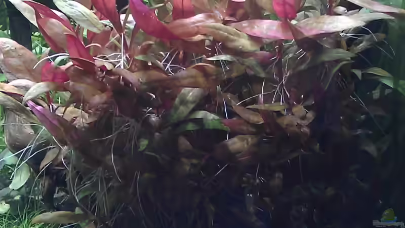 Alternanthera reineckii von El Hein (16)