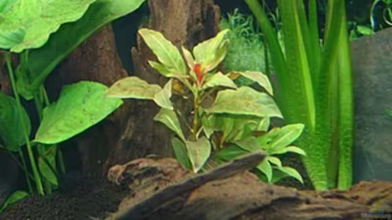 Alternanthera reineckii von Harald Charzinski (5)