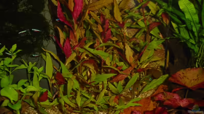 Alternanthera reineckii von Sabine Stark (3)