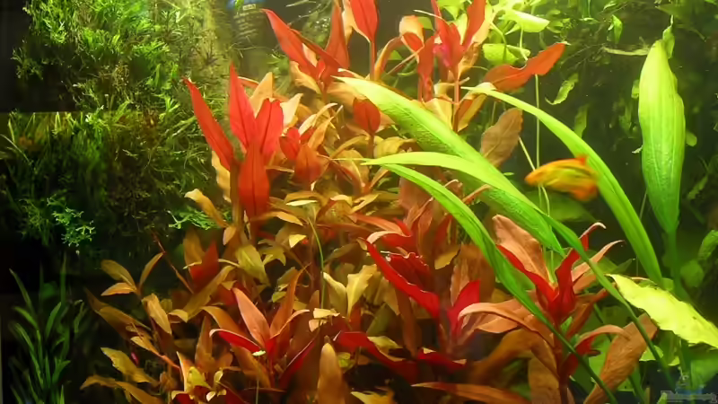 Alternanthera reineckii von Stinnes (10)