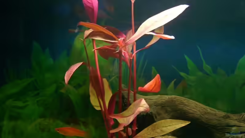 Alternanthera sessilis (Rotes Papageienblatt) von Heiko Mietz (11)