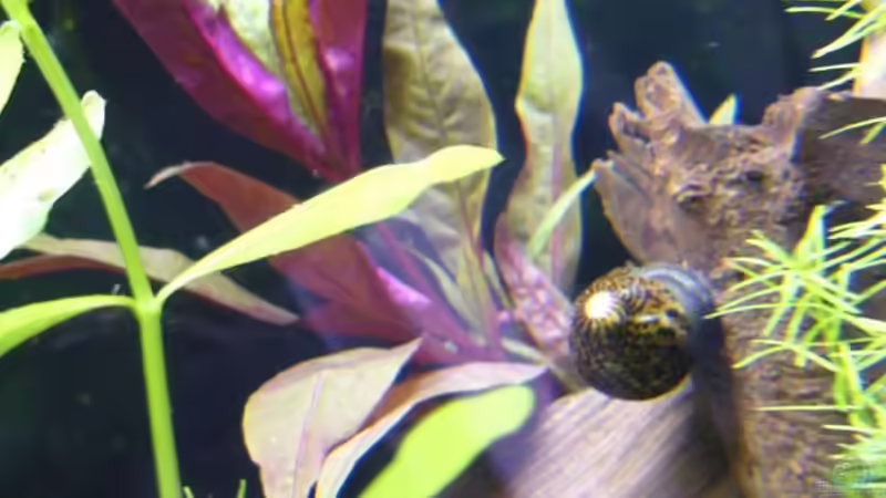 Alternanthera sessilis von Sunnyboy_72 (7)