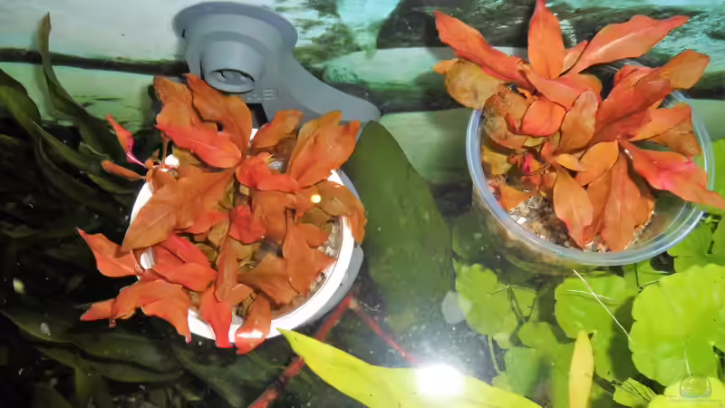 Alternathea reineckii - lila  Stand 22.01.19 von odin 68 (151)