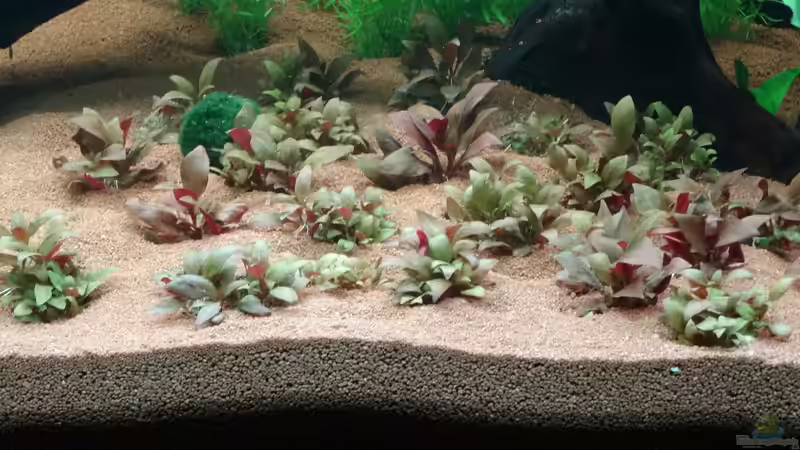 Alternathera reineckii mini von coachdriver_uwe (37)