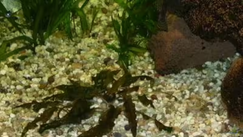 Alternathera reineckii von Marco Sauer (5)