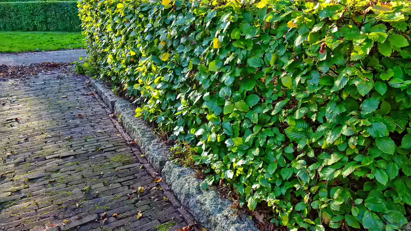 Alternativen zum Kirschlorbeer - Nachhaltige, schöne und heimische Sträucher für eine grüne Hecke im Garten