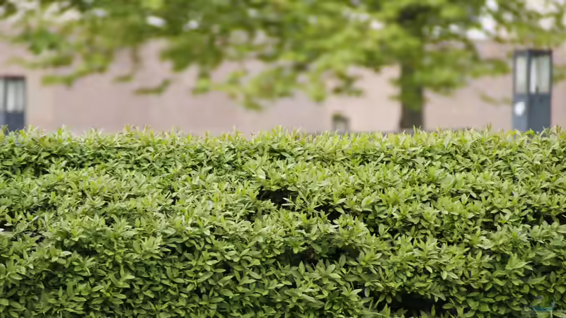 Alternativen zum Kirschlorbeer - Nachhaltige, schöne und heimische Sträucher für eine grüne Hecke im Garten