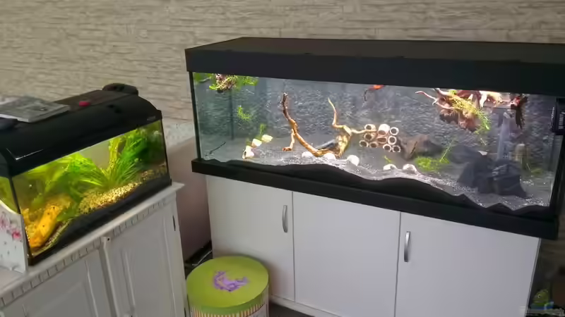 altes 54-Liter-Becken gegen neues 375-Liter-Becken von GothRiderz (3)