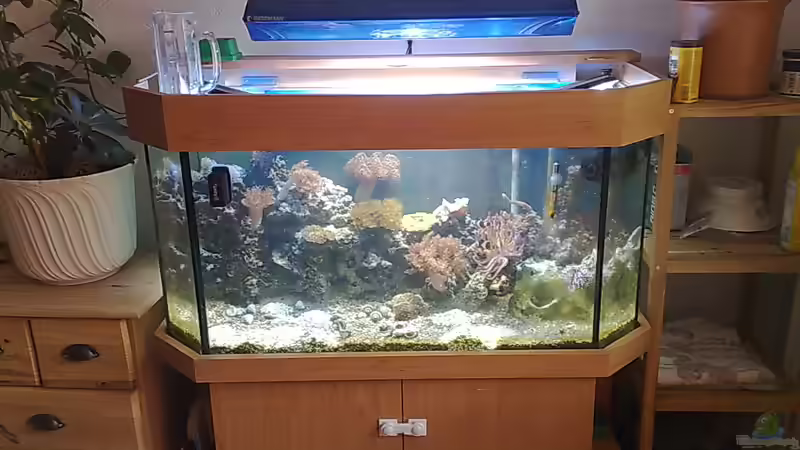 altes becken  von Spongebob (7)