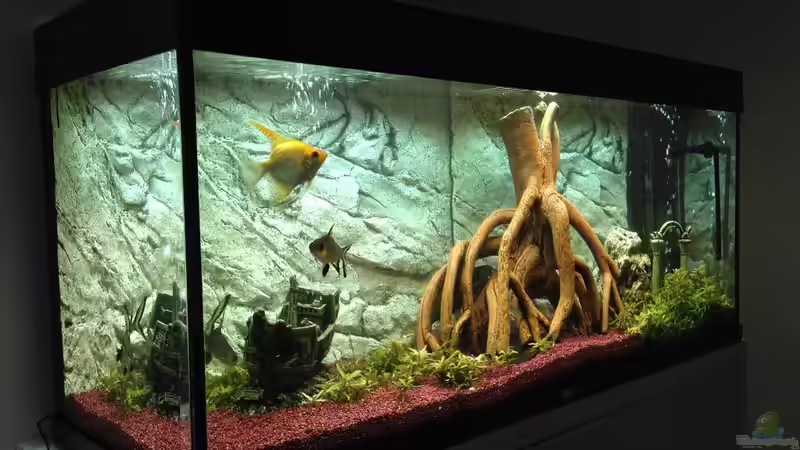 altes Becken vor dem Neustart von Benjamin Schmider (9)