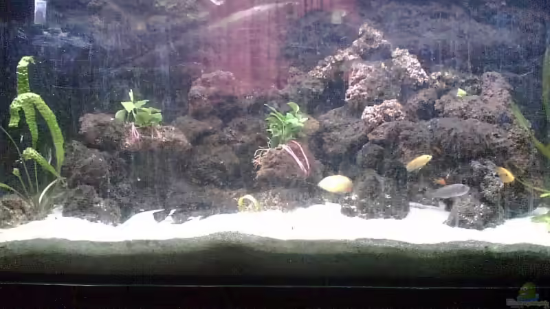 Altes Beckendesign mit Lavasteinen - sieht zwar gut aus, aber nach bestimmt 8 Jahren von Milatz Darian (8)