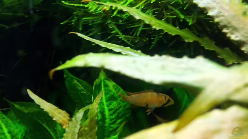 ALTES BILD - Apistogramma nijsseni jetzige Weibchen  von Liquid (55)
