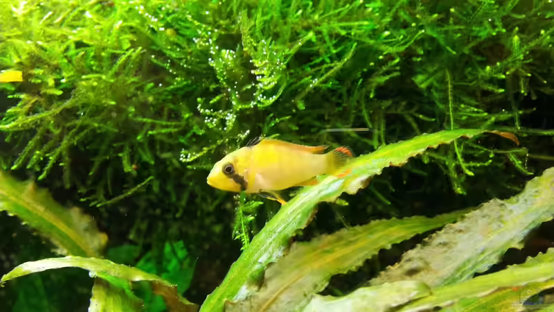 ALTES BILD - Apistogramma nijsseni jetzige Weibchen von Liquid (52)